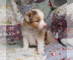 Small Photo #24 Miniature Australian Shepherd Puppy For Sale in HARRISON, OH, USA