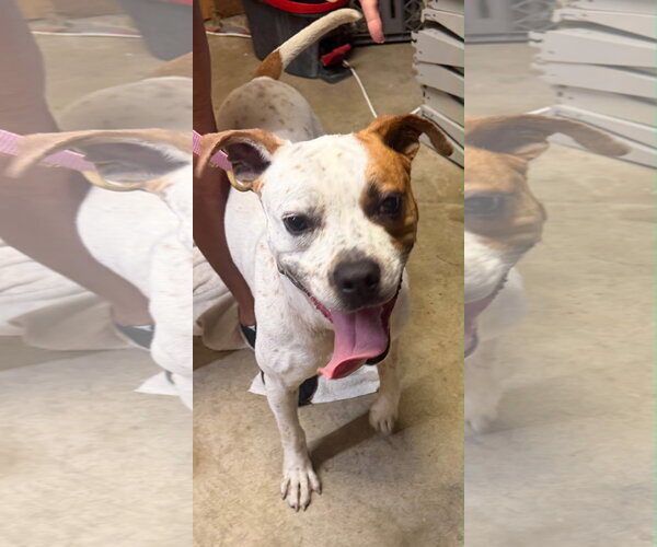 Medium Photo #1 Bull Terrier-Unknown Mix Puppy For Sale in Pottstown, PA, USA