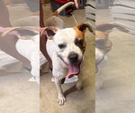 Brutus - Male Bull Terrier-Unknown Mix Dog for Adoption - Small photo