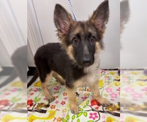 German Shepherd Dog-Unknown Mix Dogs for adoption in Conroe, TX, USA