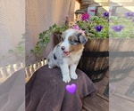 Puppy Lilly Australian Shepherd