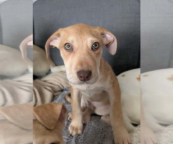 Medium Photo #4 Mutt Puppy For Sale in Germantown, OH, USA