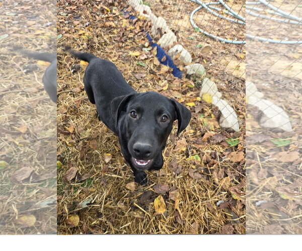Medium Photo #1 Staffordshire Bull Terrier-Unknown Mix Puppy For Sale in Tracy City, TN, USA