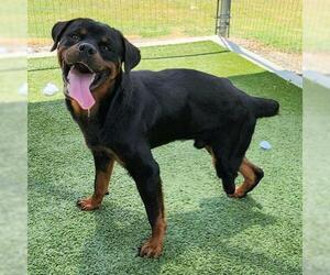 Rottweiler Dogs for adoption in Houston, TX, USA