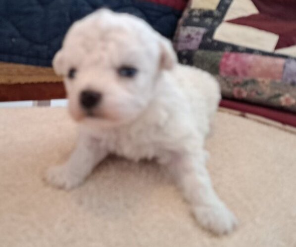 Medium Photo #3 Bichon Frise Puppy For Sale in PELHAM, NH, USA