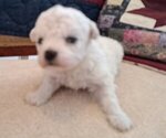 Small #1 Bichon Frise