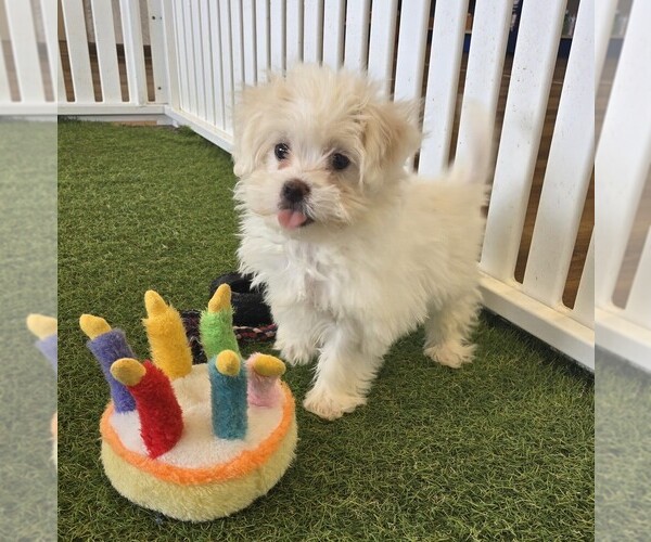 Medium Photo #1 Zuchon Puppy For Sale in BERKLEY, MI, USA