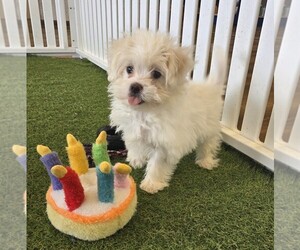 Zuchon Puppy for sale in BERKLEY, MI, USA