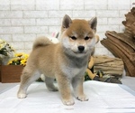 Small Photo #10 Shiba Inu Puppy For Sale in WASHINGTON, DC, USA