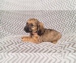 Small Photo #6 Cavachon-Cavapoo Mix Puppy For Sale in HAMPTON, VA, USA