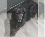Small #2 Collie Mix