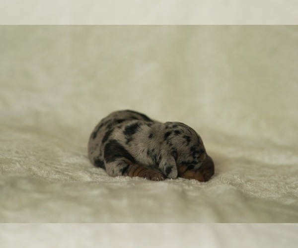 Medium Photo #6 Dachshund Puppy For Sale in NEVADA CITY, CA, USA