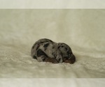 Small #5 Dachshund