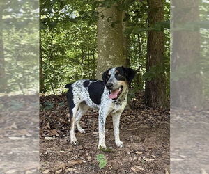 Bluetick Coonhound Dogs for adoption in Mooresville, NC, USA