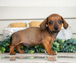 Puppy Levi Dachshund