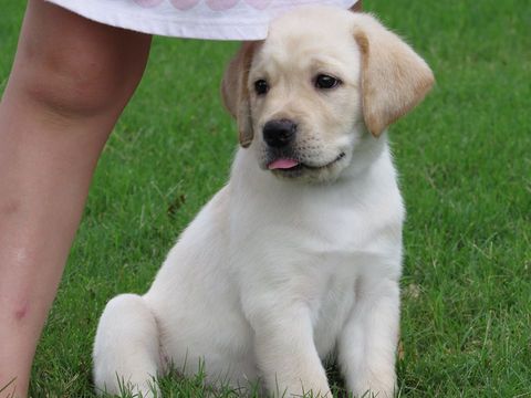 Medium Photo #1 Labrador Retriever Puppy For Sale in WINDER, GA, USA