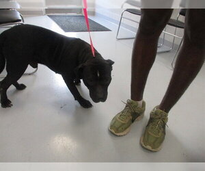American Pit Bull Terrier Dogs for adoption in Ocala, FL, USA