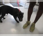 A392260 - Male American Pit Bull Terrier Dog for Adoption - Small photo