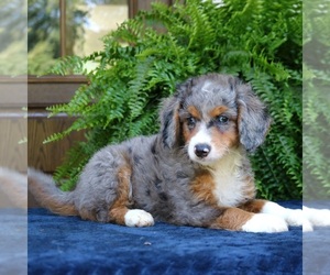 Bernedoodle (Miniature) Puppy for sale in PARADISE, PA, USA