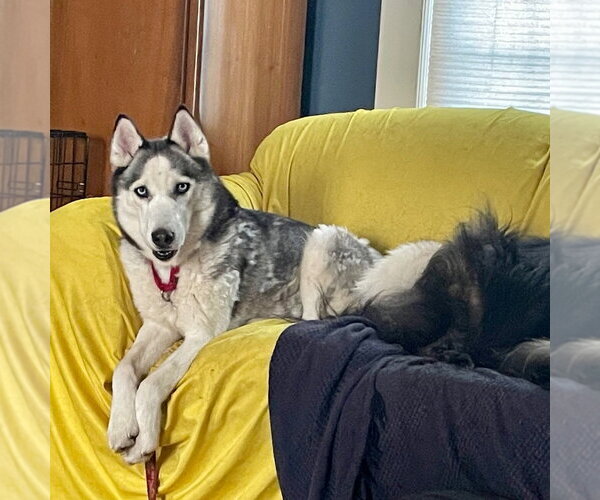 Medium Photo #3 Siberian Husky Puppy For Sale in Canton, CT, USA