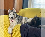Small #2 Siberian Husky