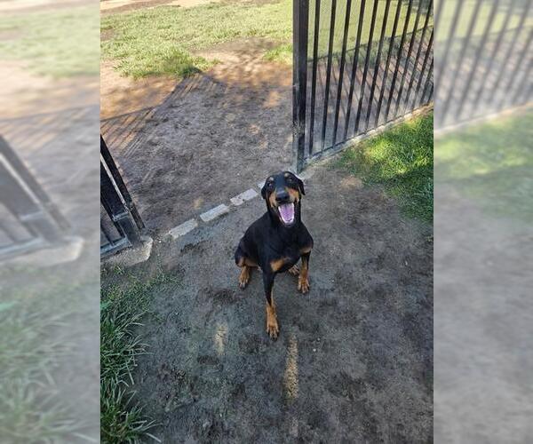 Medium Photo #1 Doberman Pinscher Puppy For Sale in Riverside, CA, USA