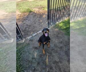 Doberman Pinscher Dogs for adoption in Riverside, CA, USA