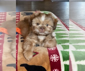 Shih Tzu Dog for Adoption in PLYMOUTH, Michigan USA