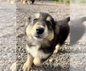 Louise - Female Mutt Dog for Adoption - Photo #3