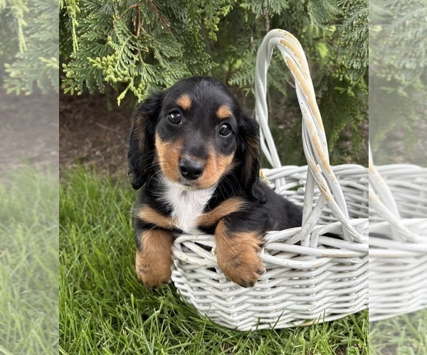 Medium Photo #2 Dachshund Puppy For Sale in MIDDLEBURY, IN, USA