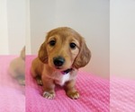 Small Photo #5 Dachshund Puppy For Sale in CATAULA, GA, USA