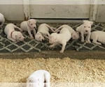 Small Photo #43 Dogo Argentino Puppy For Sale in ARLINGTON, TX, USA