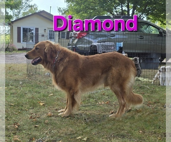 Medium Photo #1 Golden Retriever Puppy For Sale in FREMONT, MI, USA