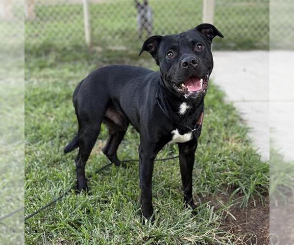 Medium Photo #1 Mutt Puppy For Sale in Modesto, CA, USA