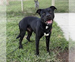 Mutt Dogs for adoption in Modesto, CA, USA
