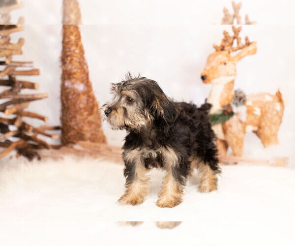 Medium Photo #3 Poodle (Toy)-Yorkshire Terrier Mix Puppy For Sale in WARSAW, IN, USA