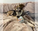 Small #3 English Foxhound Mix