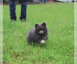 Small #9 Pomeranian