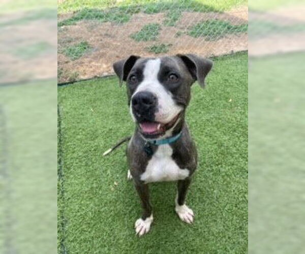 Medium Photo #7 Mutt Puppy For Sale in Shreveport, LA, USA