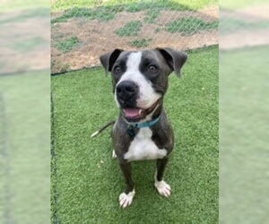 Royce - Male Mutt Dog for Adoption - Photo #7