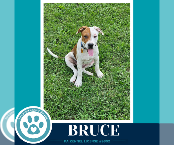 Medium Photo #2 American Bulldog-Unknown Mix Puppy For Sale in Kimberton, PA, USA