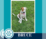 Small #1 American Bulldog Mix
