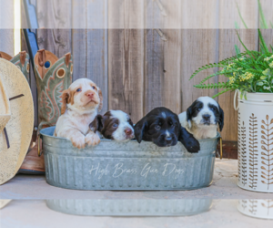 English Cocker Spaniel Puppy for Sale in LAS CRUCES, New Mexico USA