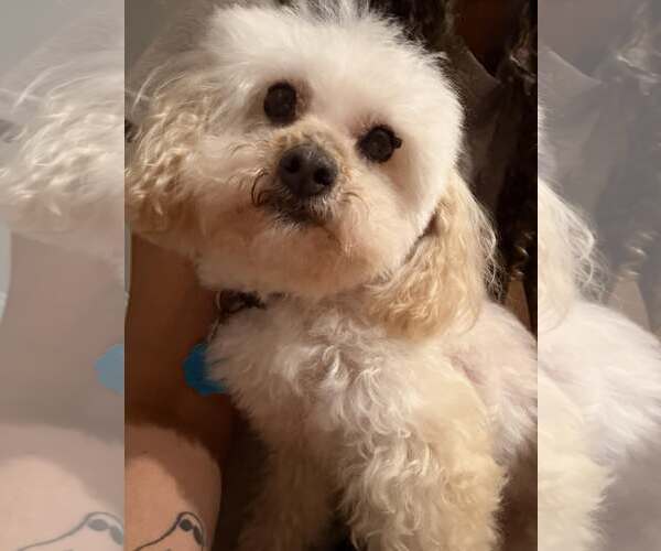 Medium Photo #2 Poodle (Toy) Puppy For Sale in Spring Lake, NC, USA