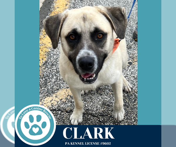 Medium Photo #6 Anatolian Shepherd-Unknown Mix Puppy For Sale in Kimberton, PA, USA