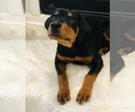 Small Photo #4 Rottweiler Puppy For Sale in CONROE, TX, USA