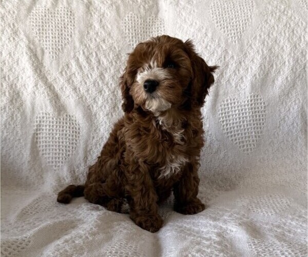 Medium Photo #6 Cavapoo (Miniature) Puppy For Sale in THORP, WI, USA
