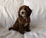 Small Photo #6 Cavapoo (Miniature) Puppy For Sale in THORP, WI, USA