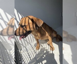 Chihuahua Dogs for adoption in Houston, TX, USA
