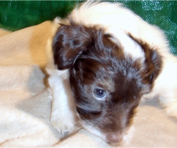 Medium Photo #6 Havanese Puppy For Sale in FENTON, MO, USA
